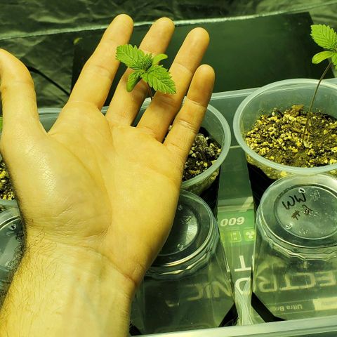 #3 growlog timeline photo