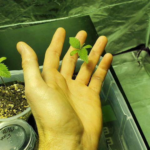 #2 growlog timeline photo