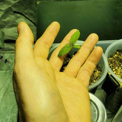 #1 growlog timeline photo