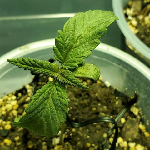 #1 growlog timeline photo