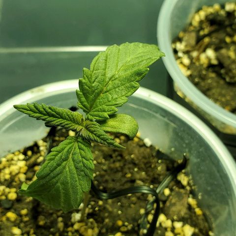 #1 growlog timeline photo