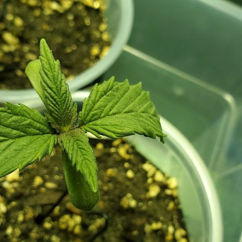 #2 growlog timeline photo