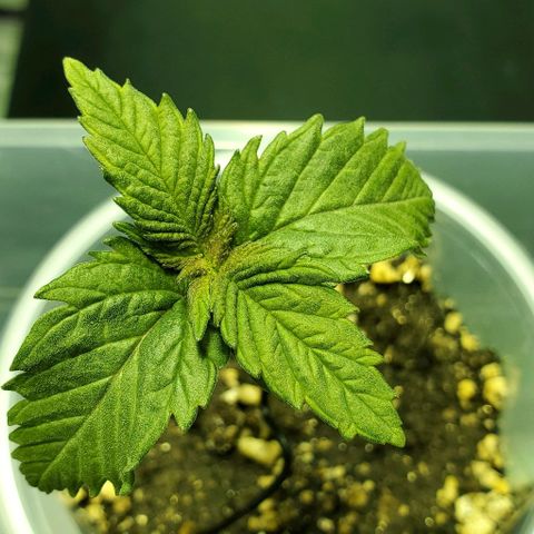 #3 growlog timeline photo