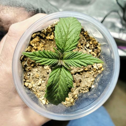 #2 growlog timeline photo