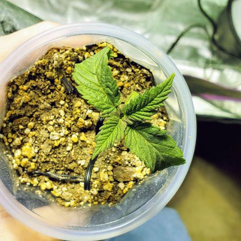 #1 growlog timeline photo