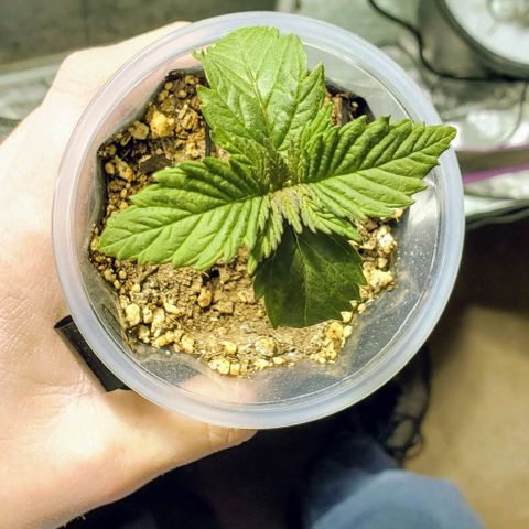 #3 growlog timeline photo