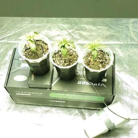 #2 growlog timeline photo