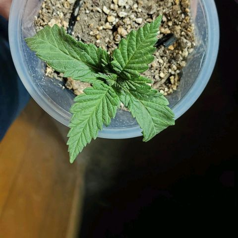 #1 growlog timeline photo