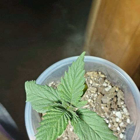 #2 growlog timeline photo