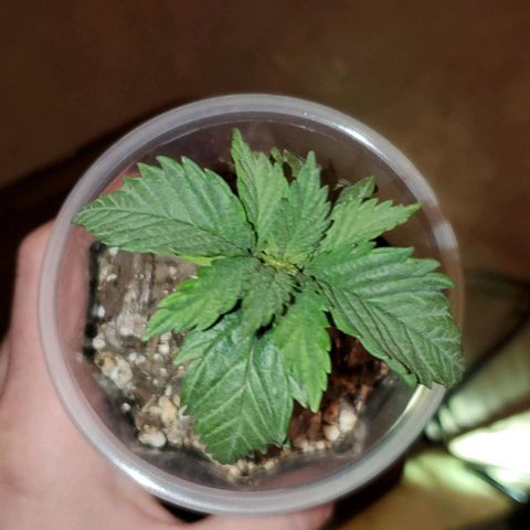 #3 growlog timeline photo