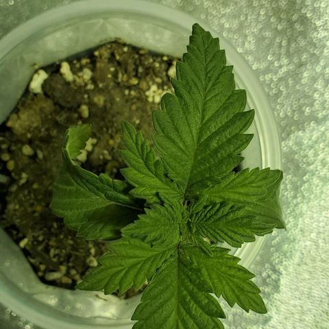 #1 growlog timeline photo