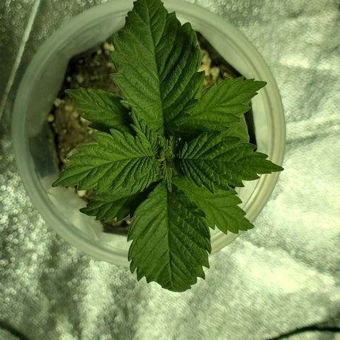 #3 growlog timeline photo