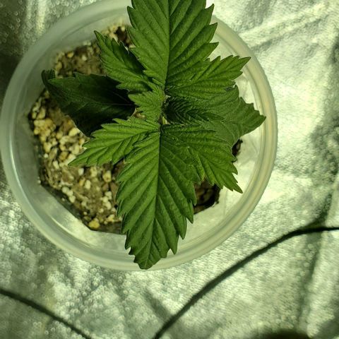 #2 growlog timeline photo