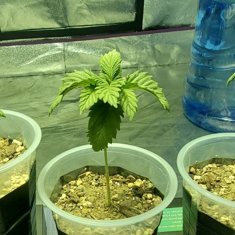 #2 growlog timeline photo