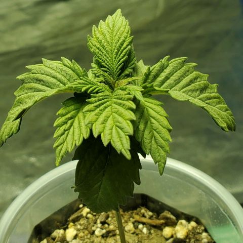 #3 growlog timeline photo