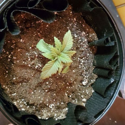 #1 growlog timeline photo