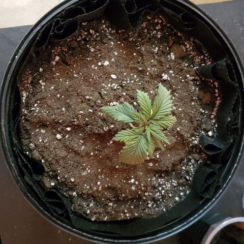 #2 growlog timeline photo