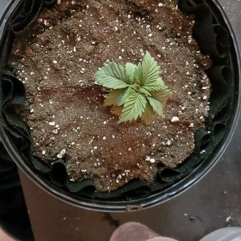 #3 growlog timeline photo