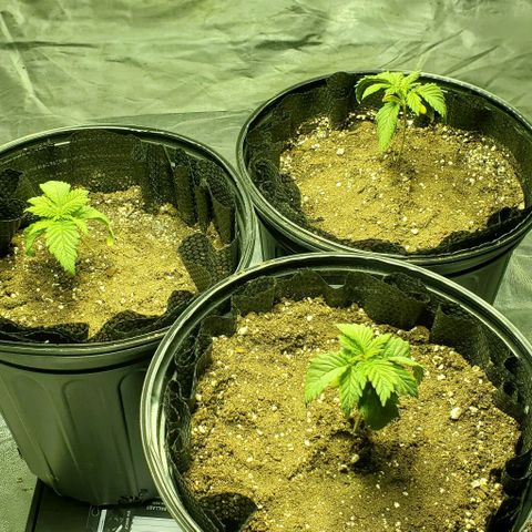 #2 growlog timeline photo