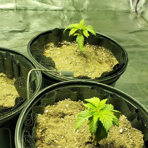 #2 growlog photo: 17hr after transplant, doing good.