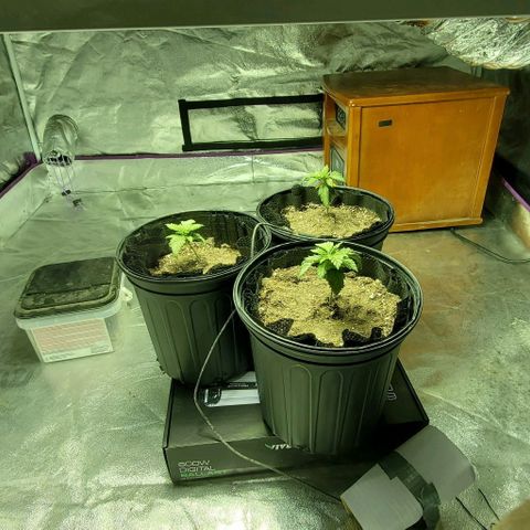 #2 growlog timeline photo
