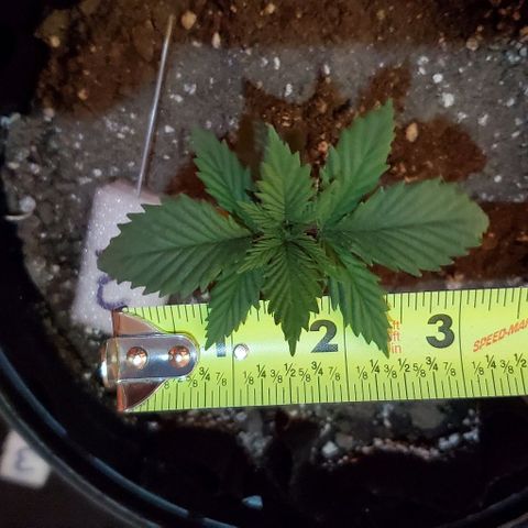 #2 growlog timeline photo