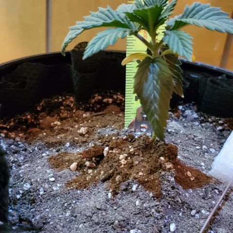 #2 growlog timeline photo