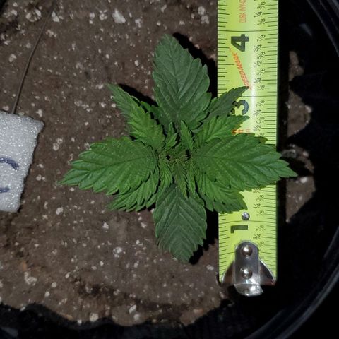 #3 growlog timeline photo