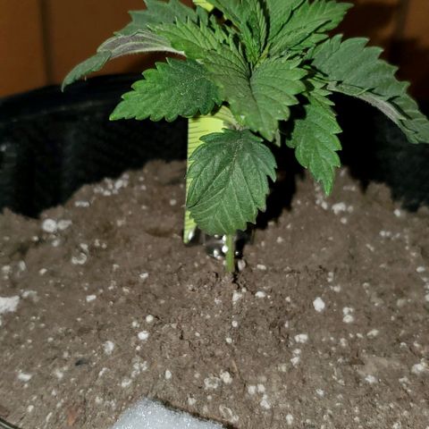 #3 growlog timeline photo