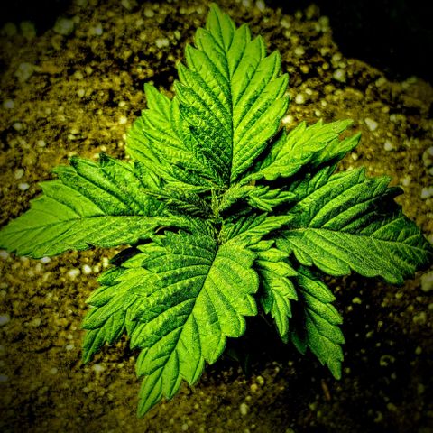 #3 growlog timeline photo