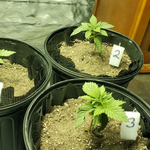 #2 growlog timeline photo