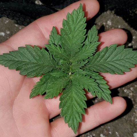 #1 growlog timeline photo
