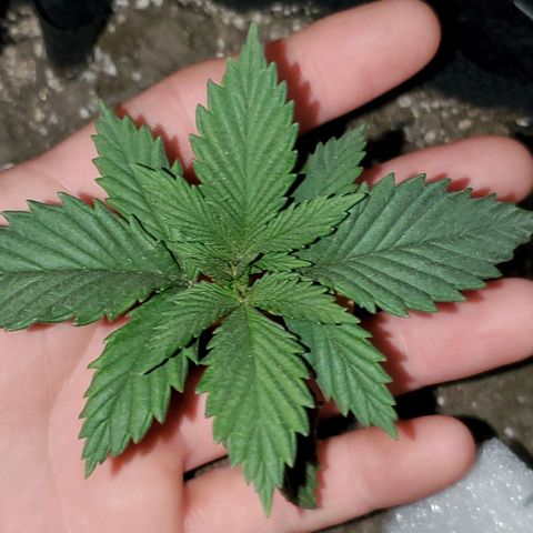 #2 growlog timeline photo