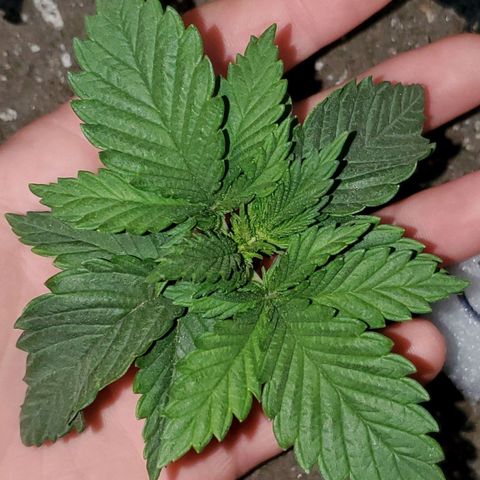 #3 growlog timeline photo