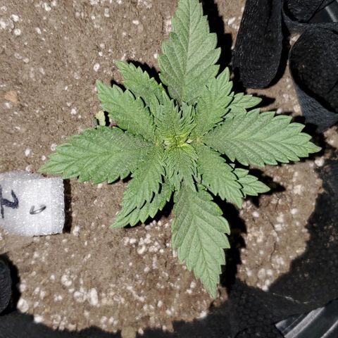 #1 growlog timeline photo