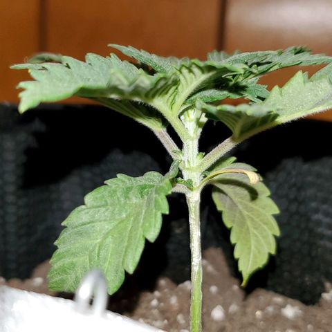 #1 growlog timeline photo