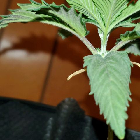 #2 growlog timeline photo