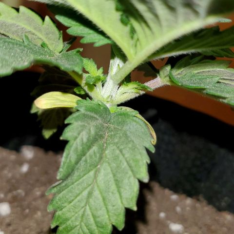 #3 growlog timeline photo