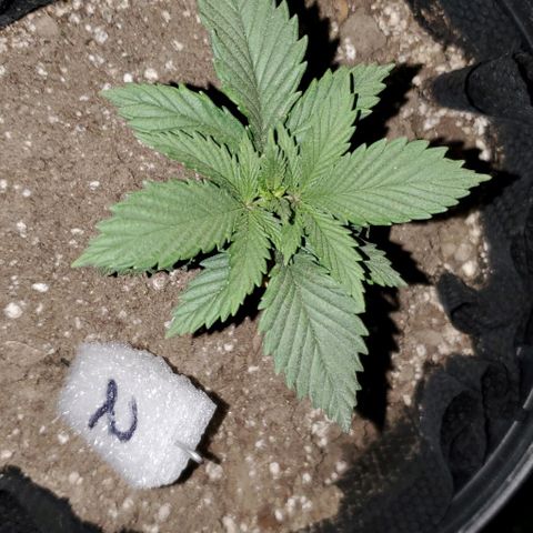 #2 growlog timeline photo