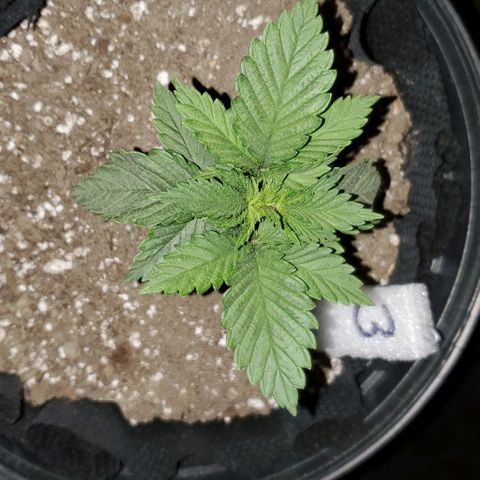 #3 growlog timeline photo