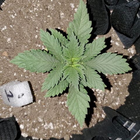 #1 growlog timeline photo