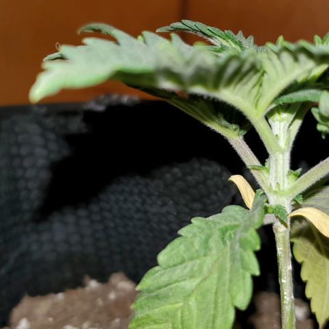 #1 growlog timeline photo