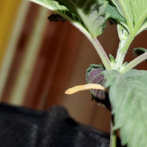 #2 growlog timeline photo