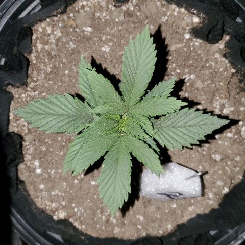 #2 growlog timeline photo