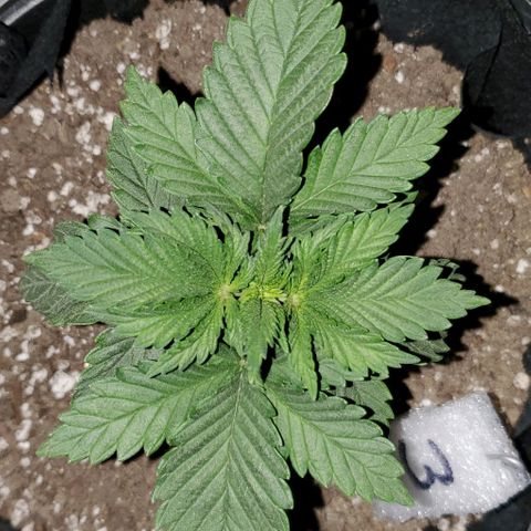 #3 growlog timeline photo