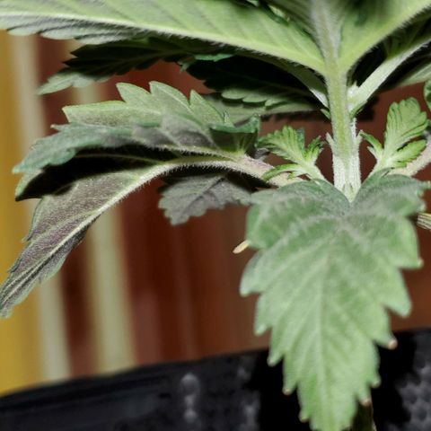 #3 growlog timeline photo