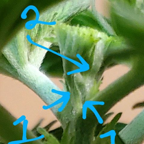 #3 growlog photo: FIM