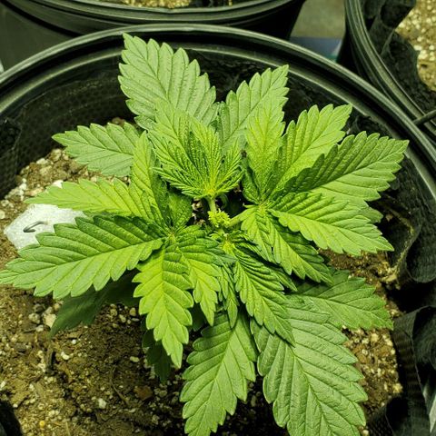 #3 growlog timeline photo