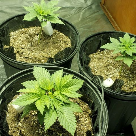 #2 growlog timeline photo