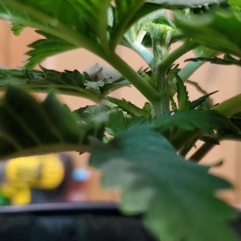 #3 growlog timeline photo